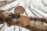 Nyírfa-tapló (Fomitopsis betulina), Csokonyavisonta